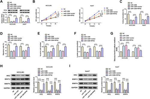 Figure 6 MiR-1258 regulated HCC progression by targeting RPN2. (A) The protein expression of RPN2 was determined by WB analysis to confirm the transfection efficiency of miR-1258 mimic and RPN2 overexpression plasmid. CCK8 assay (B) and colony formation assay (C) were used to detect the proliferation of HCCLM3 and Huh cells. (D) Wound healing assay was employed to test the migration of HCCLM3 and Huh cells. (E) Transwell assay was performed to assess the invasion of HCCLM3 and Huh cells. The lactate production (F) and glucose level (G) of HCCLM3 and Huh cells were measured using corresponding Assay Kits. (H and I) The protein levels of HK2, MMP2 and MMP9 were detected by WB analysis in HCCLM3 and Huh cells. ***P < 0.001.