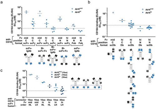 Figure 5. CD16A apparent affinity in ROCK® formats is tunable by variable domains, positioning and connector lengths. Binding of soluble CD16 antigen to ROCK® antibodies containing different CD16 binding Fvs (Ab16mid (open blue dots), Ab16hi (filled blue dots)) in different positions (N: anti-CD16 Fvs N-terminal of Fc, C: anti-CD16 Fvs C-terminal of Fc), antibody formats, and different domain orders was analyzed in ELISA. Representative pictograms with CD16-binding Fvs depicted in blue are shown below each group. Summary of CD16A apparent affinity by (a) Fab or scFv-based CD16 engagement, (b) diabody (Db)-based CD16 engagement, or (c) C-terminal scFv-based CD16 engagement comprising different connector lengths (10aa or 30aa) and domain orders of anti-CD16 Fv (HL: scFv domain order VH-VL, LH: scFv domain order VL-VH). All analyzed antibodies contain silenced Fc or lack Fc in the case of fusion to C-terminus of Fab. Binding specificities depicted in black or dark gray comprised antibody domains targeting BCMA, CD19, CD20, EGFR, HSA or RSV.