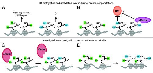 Figure 1. The relationship between acetylation and methylation of H4 tail lysines 5, 8 and 12. (A-B) Acetyl and methyl marks on H4 may exist in distinct histone subpopulations. Acetylation of K5, K8 and K12 has been implicated in the control of gene expression and DNA damage repair, whereas the function of methylation remains unknown. Methylation may act independently of acetylation in the genome (A) or inhibit acetylation on K5, K8 and K12 either directly through blocking HAT activity or through the recruitment of effector proteins that may inhibit HAT activity (B) or potentially promote HDAC activity. (C-D) Acetylation and methylation of K5, K8 and K12 may co-exist on different lysines of the same H4 tail. Combinations of methyl and acetyl marks on the same H4 tail may affect the binding of chromatin effectors that recognize acetyl-lysine moieties, potentially interfering with their binding to chromatin (C) or modulating the acetyl-lysine state to promote or stabilize binding. The combination of methylation and acetylation at K5, K8 and K12 may also influence chromatin compaction or folding (D). Acetylation of histone tails is thought to lead to a decondensed chromatin state through the neutralization of the positive charge of the lysine, but the addition of methylation may promote or allow for compaction of the chromatin by maintaining the charge at H4 tail lysines, which could subsequently influence higher order folding.