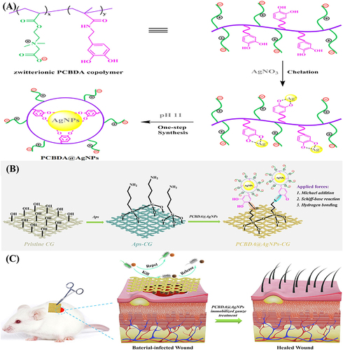 Figure 10 (A) Schematic presentation for the synthesis of PCBDA@AgNPs; (B) PCBDA@AgNPs immobilization on amino-modified cotton gauze; and (C) in vivo wound healing with the PCBDA@AgNPs-CG dressing.