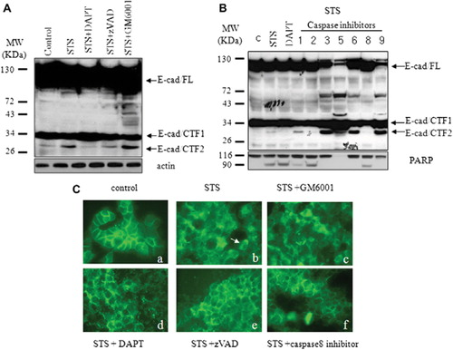 Figure 3. γ-secretase-mediated E-cadherin cleavage in cells exposed to staurosporine (STS) is due to caspase activation. (A) T47D cells were pre-incubated for 1 hour with DAPT (2.5 μM), GM6001 (2.5 μM), or zVAD (100 μM). Cells were treated with STS for 6 hours to induce apoptosis, and extracts were analyzed by Western blotting with anti-E-cadherin antibody (C36). Actin was used as a loading control. (B) T47D cells were pre-incubated for 1 hour with inhibitors of caspases-1, -3, -5, -6, -8 and -9. Cells were treated with STS for 6 hours to induce apoptosis, and extracts were analyzed by Western blotting with anti-E-cadherin antibody (C36) or anti-PARP antibody. (C) T47D cells were pre-incubated for 30 minutes with GM6001 (c), DAPT (d), zVAD (e), or z-IETD-fmk (f) and then treated for 6 hours with 1 μM STS. Cells were fixed in 4% paraformaldehyde and stained with anti-cytoplasmic E-cadherin antibody (C36).