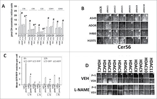 Figure 3. Pemetrexed and sildenafil interact to enhance ceramide levels via CerS6 in a nitric oxide-dependent fashion. A. A549 NSCLC cells (1 × 106) were transfected with an empty vector plasmid (CMV) or with a plasmid to express thioredoxin (TRX). Twenty-four h after transfection cells were treated with vehicle control or L-NAME (10 μM). Thirty minutes later cells were treated with vehicle control or with [pemetrexed (1 μM) + sildenafil (2 μM)] for 6h. Cells were then harvested in 550 µl of cold PBS and 50 µl taken for lysis and protein determination using the Bradford Assay (Bio-Rad). Sphingolipid levels were normalized based on total protein levels for each sample. Cells were processed and subjected to quantitative mass spectrometry to determine the levels of sphingolipid species (n = 3 +/−SEM). #p < 0.05 greater than corresponding vehicle control; *p < 0.05 less than corresponding value in CMV transfected cells. B. NSCLC cells were transfected with a scrambled control (siSCR) or with various validated siRNA molecules to knock down the expression of the indicated histone deacetylase (HDAC) proteins. Twenty-four h after transfection, cells were fixed in place and the expression of CerS6 determined (n = 3 +/−SEM). # p < 0.05 greater fluorescence than siSCR control; * p < 0.05 less fluorescence than siSCR control. C. A549, H460, H1975 and ADOR cells were transfected with a plasmid to express LC3-GFP-RFP. Twenty-four h after transfection cells were pre-treated with vehicle control or with L-NAME (1 μM), and then treated with vehicle control or with [pemetrexed (1 μM) + sildenafil (2 μM)] for 6h and 12h. The mean number of intense GFP+ and RFP+ vesicles staining under each condition is determined (n = 40 cells per condition +/− SEM). The data for each bar is the mean level of GFP+/RFP+ vesicles collectively from all 4 cell lines. D. Cells were transfected with a scrambled control siRNA or an siRNA to knock down expression of Beclin1. Twenty-four h after transfection cells were pre-treated with vehicle control or with L-NAME (1 μM), and then treated with vehicle control or with [pemetrexed (1 μM) + sildenafil (2 μM)] for 6h. After 6h cells were fixed in place and the expression of CerS6 determined (n = 3 +/−SEM). # p < 0.05 greater than vehicle control.