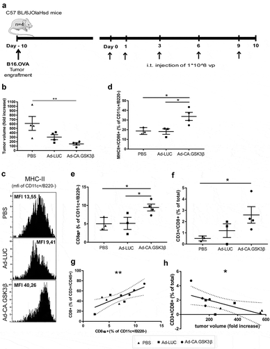 Figure 6. Constitutively active GSK3β improves tumor immune surveillance in vivo. Anti-tumor efficacy and phenotypic analysis of the immune infiltrates at the tumor site 10 days after the different treatments started. (a) 4 mice per group received subcutaneous engraftment of B16.OVA tumor cells that were grown until a tumor diameter of 3mm was reached. Then 108 viral particles of non-replicating adenoviruses (coding for LUC or CA.GSK3β) or PBS were injected intratumorally at day 0, 1, 3, 6 and 9. Mice were sacrificed at day 10 and tumors were collected and processed. (b) Shows the fold increase of tumor volume defined as: (length-day10 * (width-day10)2 * 0.5)/(length-day0 * (width-day0)2 * 0.5)*100 in the different treatment groups. (c) Representative FACS histograms of the MHC-II geometric mean intensity in the CD11c+B220− conventional DC (cDC) populations in mice from different treatment groups. (d) Scatter plot of the percentage of MHC-II+CD86+ cDC. (e) Scatter plot of the percentages of CD8α+ cross-presenting cDC1s. (f) Scatter plot of the percentages of CD3+CD8+ T cells of total cells. (g) Correlation graph between the percentages of CD8α+ cDC1 (of cDC) and CD8+ T cells (of T cells) showing the 95% confidence bands of the best-fit line. Pearson r = 0.7705. (h) Correlation graph between the tumor volume fold increase and the total percentage of CD8+ T cells (of total cells) showing the 95% confidence bands of the best-fit line. Pearson r = −0.6634. The different treatment groups are shown as PBS (black triangles), Ad-LUC (black squares) and Ad-CA.GSK3β (black circles). 1-way unpaired ANOVA was applied. Shown are means ±SEM. Significance shown as * = P < .05, and ** = P < .01.