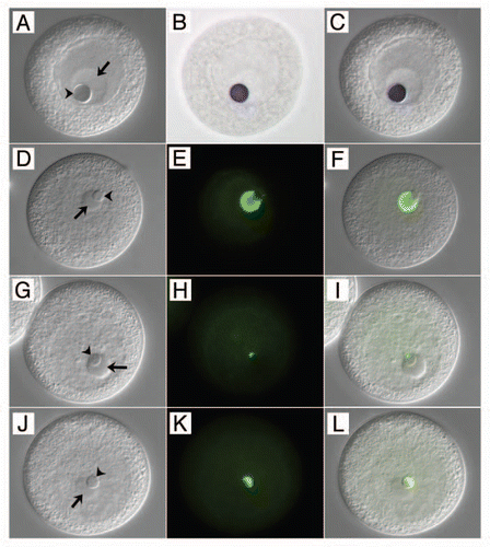 Figure 2 Distinguishing the nucleolinus from the nucleolus at the molecular level. The left-hand column of panels (A, D, G and J) are DIC images of oocytes. The middle column (B, E, H and K) shows the various probe signals in color brightfield (B) or immunofluorescence (E, H and K). The right hand column of panels (C, F, I and L) are overlays showing the specific labeling patterns against the DIC backgrounds. (A–C) in situ hybridization showing the localization of NLi-1 RNA to the nucleolinus (arrowhead) in an unactivated oocyte, and its absence from the nucleolus (arrow). Note that the nucleolus and nucleolinus swell slightly during the three-day in situ hybridization regimen. (D–F) localization of an antigen recognized by mcAb NLi-26 present in the nucleolus, but absent from the nucleolinus. (G–I) localization of an antigen recognized by mcAb NLi-9, which is absent from the nucleolus but localizes to a small zone near one pole of the nucleolinus in unactivated oocytes. After fertilization, the NLi-9 antigen expands across the nucleolinus (J–L). Oocytes shown in (D–L) are slightly compressed under the cover glass; the borders of the GV are therefore not as clearly distinguishable.