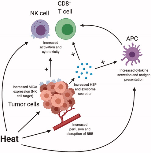 Figure 1. Schematic representing integrated effects of hyperthermia on tumor and immune cells. Created with BioRender.com. APC: antigen-presenting cell; BBB: blood–brain barrier; HSP: heat shock protein; NK cell: natural killer cell.