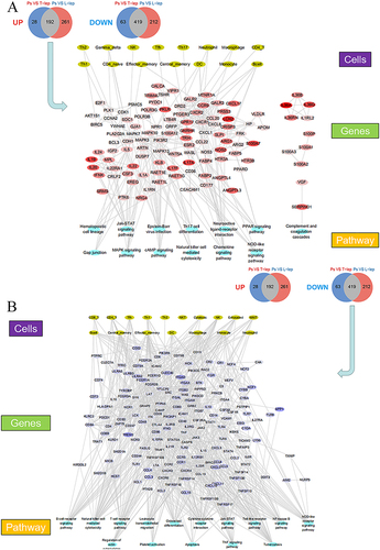 Figure 3 Specific networks for Ps versus T-lep and Ps versus L-lep. Gene ontology, Kyoto Encyclopedia of Genes and Genomes analysis, and reactome analyses were performed.