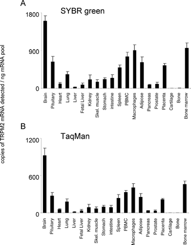 Figure 2. Expression of hTRPM2 mRNA. mRNA profiles in human CNS and peripheral tissues. Data are expressed as copies of TRPM2 mRNA detected normalized to ng mRNA pool to correct for RNA quantity and integrity and are means ± SEM for triplicate reverse transcription reactions from each RNA pool.