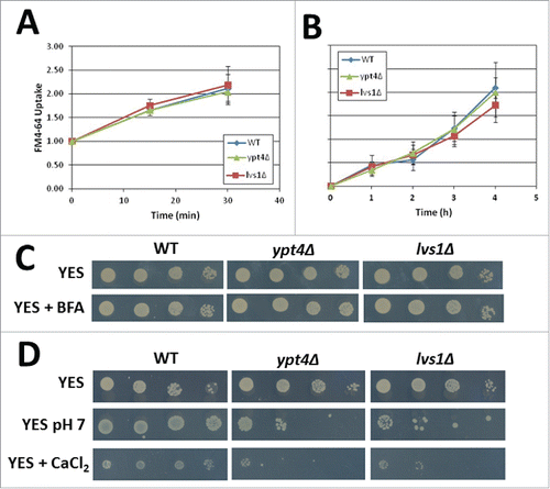 Figure 4. Deletion of ypt4 or lvs1 affects vacuolar function. (A) WT, lvs1Δ, and ypt4Δ cells were incubated with 32 µM FM4–64 for the indicated times at 30°C, followed by extensive washing. FM4–64 uptake was measured by flow cytometry. Mean fluorescence was normalized to the 0 min timepoint for each strain. (B) Equal numbers of WT, lvs1Δ, and ypt4Δ cells were used to inoculate YES media. At the indicated times, an aliquot of the media was subjected to spectrophotometric determination of acid phosphatase activity by incubation with 2 mM p-nitrophenyl phosphate for 5 min, followed by measurement of the optical density of the sample at 405 nm. OD405 values were normalized to the 0 h timepoint for each strain. Results are reported as mean ± SEM for (A) and (B). C, D. Cells were subjected to a 10-fold serial dilution and were spotted on YES or YES + 10 µg/mL BFA (C) or YES; YES + 10 mM Tris-HCl, pH 7; or YES + 50 mM CaCl2 (D). Plates were incubated for 3–4 d at 30°C.