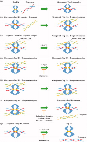 Figure 2. General mechanism of action of topoisomerase II (a) topoisomerase binds to the G-segment, (b) Top IIA- G-segment complex binds to T-segment, (c) Two ATP molecules are attached to the resulting complex, (d) G-segment cleavage in presence of Mg2+ ions, (e) T-segment transport through the created gap, (f) T-segment release and religation of G-segment broken strands and (g) hydrolysis of ATP molecules and release of the G-segment.