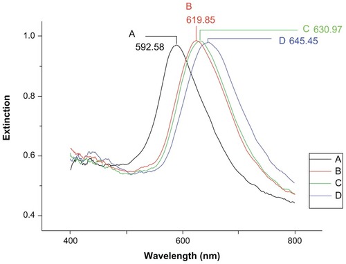 Figure 3 Localized surface plasmon resonance spectra for each step of the detection of 500 pM human epididymis secretory protein 4. (A) Bare silver nanochip, λmax = 592.58 nm, (B) 1 mM 11-mercaptoundecanoic acid, λmax = 619.85 nm, (C) functionalized biosensor with 10 μg/mL antibody, λmax = 630.97 nm, and (D) 500 pM HE4, λmax = 645.45 nm.Note: All spectra were collected at room temperature in air.Abbreviation: HE4, human epididymis secretory protein 4.