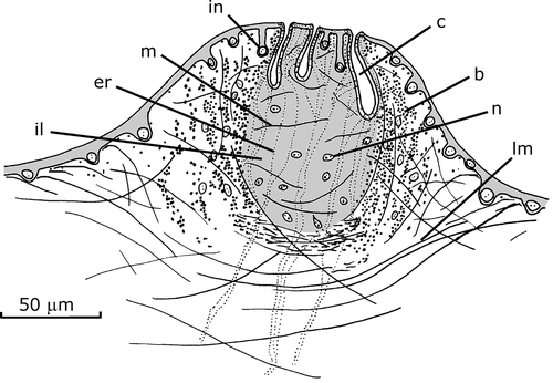 Figure 5. Gigantea maupoi sp. nov. Reconstruction of a longitudinal section of a male accessory genital organ of the penis papilla of the holotype. For clarity, the secretions represented are only of erythrophilic type crossing the organ. Scale bar: 50 µm.