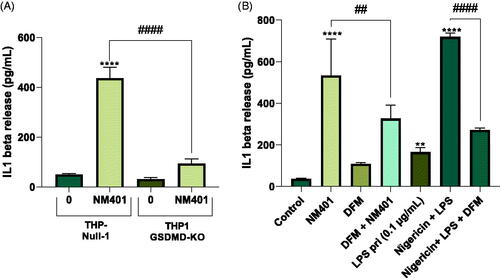 Figure 8. Gasdermin D-dependent IL-1β release. (A) THP-Null 1 (wild-type) and THP1-KO-GSDMD cells were differentiated with PMA and exposed to NM401 at 25 µg/mL for 24 h. IL-1β release was determined by ELISA. (B) THP-1 cells were exposed to NM401 at 25 µg/mL for 24 h in the presence or absence of disulfiram (DFM) (30 µM). Nigericin was added to LPS-primed cells used as a positive control. Data shown in (A) and (B) are mean values ± S.D. (n = 3). **p < 0.01, ****p < 0.001, ##p < 0.01, ####p < 0.001.