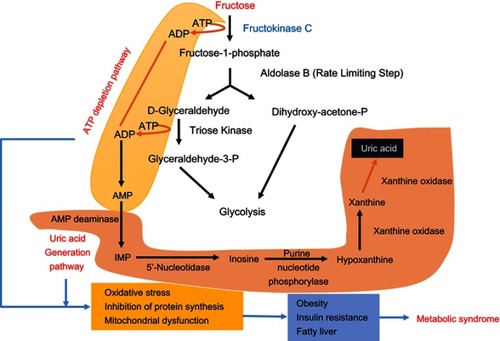 Figure 1 Fructose metabolism via fructokinase. This pathway is uncontrolled and can deplete ATP and is involved in uric acid production (as highlighted in the figure). Consequently, the fall in ATP and increase in uric acid can cause oxidative stress, inhibition of protein synthesis, and mitochondrial dysfunction, which can further induce obesity, insulin resistance, and fatty liver that eventually manifest in global metabolic syndrome.