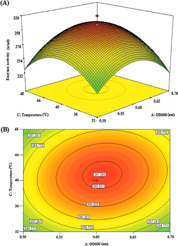 Figure 3. Graphs depicting the response surface plot (A) and contour plot (B) showing the effect of different temperature and OD600 as well as their mutual interaction on the activity of the recombinant lipase KV1.