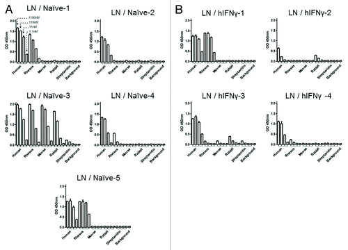 Figure 7. Evaluation of the cross specificity of clones. A selection of clones from each LN library was tested for their cross reactivity on IFNγ. Purified scFv were tested at four concentrations (1100, 110, 11 and 1.1 nM, n = 2) for their specificity to a panel of IFNγ from different species, i.e., human, rhesus monkey, mouse and rabbit, and streptavidin as a negative control. Revelation was performed via HRP and read at 450 nm. All clones above 1% frequency at the selection round 3 were tested.