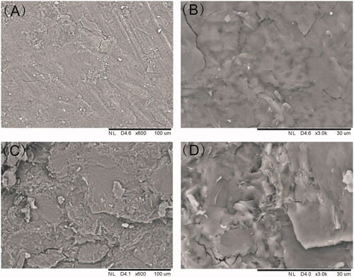 Figure 2. SEM picture of the etoposide-loaded implants. (A). External surface of the implant (magnification ×600). (B) External surface of the implant (magnification ×3000). (C). Cross-section of the implant (magnification ×600). (D). Cross-section of the implant (magnification ×3000).