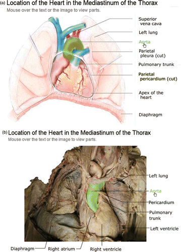 Figure 1. Matching (a) textbook (From Marieb EN: Human Anatomy & Physiology, San Francisco, 2001, Benjamin Cummings, used by permission of Pearson Education, Inc.) and (b) cadaver roll-over images of the location of the heart in the mediastinum of the thorax showing the aorta. A comparison of (a) and (b) shows that the ‘empty spaces’ that are frequently included between structures for clarity in textbook drawings do not actually exist in the body and that structures are often less perfect in shape when seen in situ.