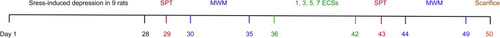 Figure 1 Experimental timeline.