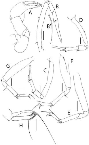 Figure 27. Pseudotanais biopearli sp. nov., (a), cheliped; (b), pereopod-1; (c), pereopod-2; (d), pereopod-3; (e), pereopod-4; (f), pereopod-5; (g), pereopod-6; (h), pleopod. Scale lines = 0.1 mm