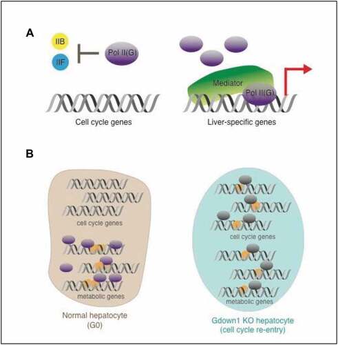 Figure 2. Model for Gdown1 KO-induced cell cycle re-entry in liver. (A) A potential role of Gdown1 for gene transcription in normal liver. (B) A model for Gdown1 KO-induced cell cycle re-entry. Models based on data in [Citation42]