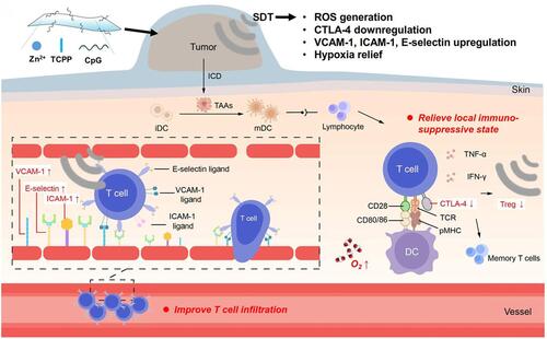 Figure 8 Schematic illustration of the immune response mechanism induced by Zn-TCPP/CpG nanosheets-based SDT. First, SDT could induce immunogenic cell death (ICD) and release tumor-associated antigens (TAAs), which could be presented by dendritic cells (DCs). Then, the immune system could be activated to inhibit tumor metastasis due to the antigen presentation by matured DCs. In addition, US itself can enhance anti-tumor immune responses through improving T cells infiltration and decreasing regulatory T cells in the tumor microenvironment. Reprinted with permission from Springer Nature Customer Service Centre GmbH: Springer Nature, Nano Research https://www.springer.com/journal/12274. Zhu W, Chen Q, Jin Q et al. Sonodynamic therapy with immune modulatable two-dimensional coordination nanosheets for enhanced anti-tumor immunotherapy. Copyright 2020.Citation86