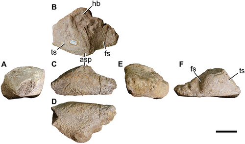 Figure 14. Titanomachya gimenezi, holotype. MPEF 11547/9. Left astragalus in A, anterior; B, dorsal; C, posterior; D, ventral; E, fibular and F, medial views. asp, ascending process. Scale bar = 5 cm.