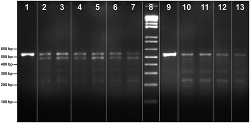 Figure 2. PCR products of 16S rRNA gene and respective RFLP proﬁles generated by restriction nucleases Sau3AI; marker (8). Holothuria sanctori (lanes 1–7): 16S rRNA PCR product (1) and RFLP profiles by island group, western group (2, 3), central group (4,5) and eastern group (6,7). Holothuria mammata (lanes 9 to13): 16S rRNA PCR product (9) and RFLP profiles by island group, western group (10, 11), central group (12) and eastern group (13). Note: Polymerase chain reaction (PCR); ribosomal ribonucleic acid (rRNA); restriction fragment length polymorphism (RFLP).