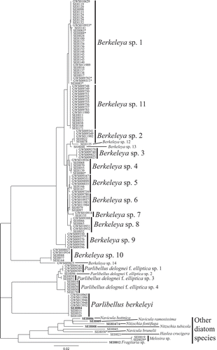 Fig. 19. Diversity of the marine tube-forming diatoms in Canadian waters. Genetic species groups displayed as a neighbour-joining tree inferred from the rbcL-3P data. An asterisk indicates sequences with ambiguities that were not included in divergence estimates as discussed in the text. Identifiers in bold are sequences from culture material.
