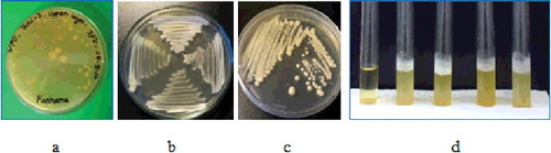 Figure 1. Screening of thermotolerant yeast collected from various natural fermented product of Bangladesh. Growth of thermotolerant yeast was observed on YPD agar plates and YPD broth. (a) Mother YPD plate having Pv-1, (b) four thermotolerant yeasts isolated from Wm-l, Tari-2, Sc-4 and Pv-1, (c) colony morphology of Wm-1. Colonies were large, round, cream coloured, smooth with elevated surfaces, and (d) the growth of yeast cells in YPD broth. The leftmost tube represents control (without sample). After incubation, the YPD broth became turbid and formed gas (CO2) represented by a foamy white layer on the top of the tubes.