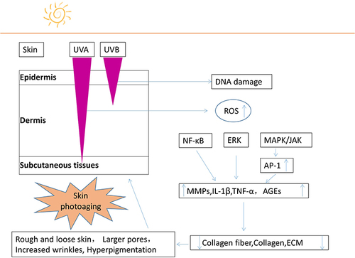 Figure 1 The mechanism of UV-induced skin photoaging.