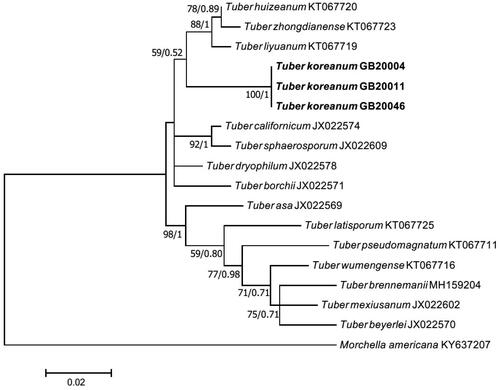 Figure 6. Phylogenetic tree of Tuber koreanum ascoma inferred using the maximum likelihood method based on alignment of RPB2 DNA sequences. Bootstrap values and Bayesian posterior probabilities are indicated below branches. Morchella americana was used as an outgroup. Strains used in this study are in bold.