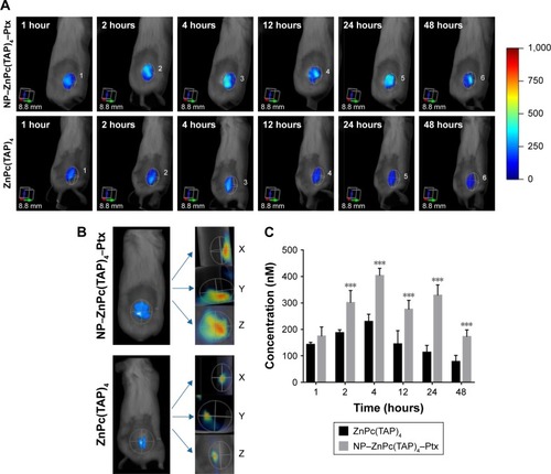 Figure 5 Tumor-targeting capabilities of NP–ZnPc(TAP)4–Ptx evaluated by noninvasive 3D FMT 2500 LX in H22 tumor-bearing Kunming mice.Notes: (A) Three-dimensional images of accumulation of NP–ZnPc(TAP)4–Ptx and ZnPc(TAP)4 at tumor sites after injection at 1 hour, 2 hours, 4 hours, 12 hours, 24 hours, and 48 hours showed that NP–ZnPc(TAP)4–Ptx had higher tumor retention than ZnPc(TAP)4. (B) Isosurface rendering of 3D FMT reconstruction and three orthogonal slices (X axial, Y axial, Z axial) across tumor centers at 24 hours after injection. The ZnPc(TAP)4 3D shape constructed by the isosurface at tumor sites of NP–ZnPc(TAP)4–Ptx group was almost the same as the actual tumor shape. Slices showed that ZnPc(TAP)4 entered tumor centers in both groups, and the NP–ZnPc(TAP)4–Ptx group had more extensive distribution of ZnPc(TAP)4 within tumors. (C) Quantification of average ZnPc(TAP)4 concentrations in tumors for NP–ZnPc(TAP)4–Ptx and ZnPc(TAP)4 groups at different times. The NP–ZnPc(TAP)4–Ptx group possessed higher concentrations of ZnPc(TAP)4 than ZnPc(TAP)4 group at any detection time point, and there was triple the difference at 24 hours. ***P<0.001.Abbreviations: NP, nanoparticle; ZnPc, zinc phthalocyanine; Ptx, paclitaxel; FMT, fluorescence molecular tomography.