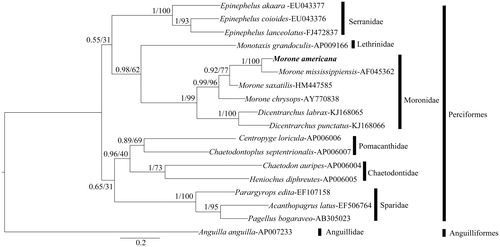 Figure 1. The Bayesian inference tree based on CYTB nucleotide sequence for 18 teleost species. For each node label, Bayesian posterior probabilities (left) and ML analysis bootstrap support value (right) are shown. Scale bar represents the expected substitution per site.