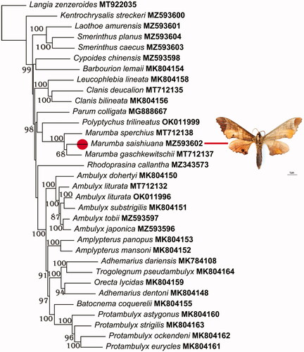 Figure 1. Phylogenetic relationships within Smerinthinae based on the nucleotide sequences were performed using ML methods. The following records were used: Adhemarius dariensis MK784108, Adhemarius dentoni MK804148, Ambulyx dohertyi MK804150, Ambulyx substrigilis MK804151, Amplypterus mansoni MK804152, Amplypterus panopus MK804153, Barbourion lemaii MK804154, Batocnema coquerelii MK804155, Clanis bilineata MK804156, Leucophlebia lineata MK804158, Orecta lycidas MK804159, Protambulyx astygonus MK804160, Protambulyx eurycles MK804161, Protambulyx ockendeni MK804162, Protambulyx strigilis MK804163, and Trogolegnum pseudambulyx MK804164 (Timmermans et al. Citation2019); Ambulyx liturata MT712132, Clanis deucalion MT712135, Langia zenzeroides MT922035, Marumba gaschkewitschii MT712137, and Marumba sperchius MT712138 (Wang et al. Citation2021); Kentrochrysalis streckeri MZ593600 (Huang et al. Citation2022); Smerinthus planus MZ593604 (Meng, Chen, et al. Citation2022); Ambulyx tobii MZ593597 (Meng, Lv, et al. Citation2022); Laothoe amurensis MZ593601 (Sun et al. Citation2022); Marumba saishiuana MZ593602 (This study); Ambulyx japonica MZ593596, Ambulyx liturata OK011996, Cypoides chinensis MZ593598, Parum colligata MG888667, Polyptychus trilineatus OK011999, Rhodoprasina callantha MZ343573, and Smerinthus caecus MZ593603 (unpublished).