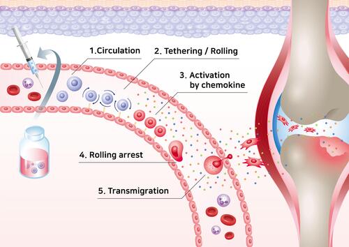 Figure 1 Representation of stem cell homing mechanism.