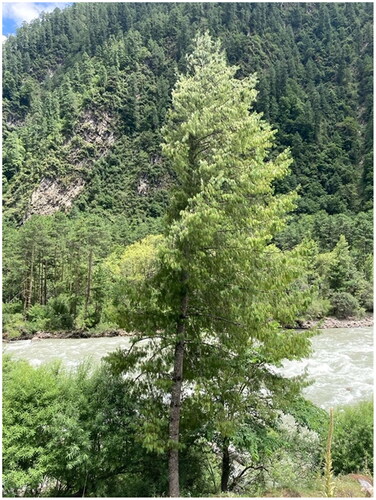 Figure 1. The reference image of Pinus bhutanica living in Linzhi, Xizang, China (geographic coordinates: 29°13′27″ N, 95°11′3″ E; photography by Yixuan Kou and Jing Wang).