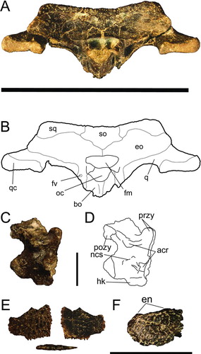 FIGURE 6 Centenariosuchus gilmorei, gen. et sp. nov., from the early–middle Miocene Cucaracha Formation of Panama. A and B, skull in occipital view (UF 262800); C and D, cervical vertebra in lateral view (UF 262800); E, osteoderm in dorsal, ventral, and lateral views (UF 262800); F, premaxilla in left lateral view (UF 245503). Abbreviations: acr, articular surface for cervical rib; bo, basioccipital; eo, exoccipital; fm, foramen magnum; fv, foramen vagus; en, external nares; hk, haemal keel; ncs, neurocentral suture; oc, occipital condyle; pozy, postzygapophyses; przy, prezygapophyses; q, quadrate; qc, quadrate condyle; so, supraoccipital; sq, squamosal. Scale bar for A–B equals 10 cm, for C–E equals 1 cm, for F equals 5 cm.