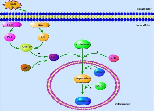 Figure 14 Schematic representation of nanoparticulate TiO2-mediated inhibition of testosterone production via the ERK1/2–PKA–PKC signaling pathway. Taken together, data from the current study suggest that nano-TiO2 enters the cytoplasm and nuclei of LCs, causing structural damage and decreased cell activity and testosterone generation or secretion. Furthermore, suppression of testosterone production in LCs by nano-TiO2 may be associated with dysfunction of ERK1/2–PKA–PKC signaling pathways, with downregulation of StAR, P450scc, 3βHSD, SR-BI, PKA, PKC, and pERK/1/2 and upregulation of DAX1. The complex dynamic pathway of nano-TiO2-mediated inhibition of testosterone synthesis or secretion in LCs requires further investigation.