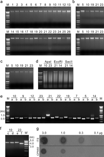 Fig. 2. Quality of genomic DNA extracted from 26 fungal species with the protocol developed in the current study. (a and b) Electrophoresis of DNA extracted with the described protocol (a) and two commercial kits (b) Qiagen DNeasy Plant Mini Kit (upper panel) and Invitrogen PureLink Genomic DNA Mini Kit (lower panel). (c) Electrophoresis of the extracted DNA after five months of storage at −20 °C. (d) Electrophoresis of the extracted DNA after digestion with restriction enzymes. (e and f) PCR using the extracted DNA as templates. (g) Dot-blot hybridization of DNA (3.0, 1.0, 0.3 or 0.1 μg) extracted from Fusarium graminearum, blotted on nylon membranes and hybridized with the digoxigenin-labelled PCR products of ITS or CPN60 gene. M, Promega 1 kb DNA marker; M', New England Biolabs 1 kb DNA marker; 1–26, fungal species as indicated in Fig. 1; a–f, primer pairs ITS1/ITS4 (a), H279/H280 (b), FgSnf-f/FgSnf-r (c), FgFar-f/FgFar-r (d), SnFar-f/SnFar-r (e), and SnLip-f/SnLip-r (f).