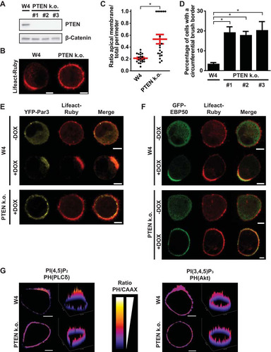 FIG 1 PTEN knockout (k.o.) W4 cells cannot restrict apical membrane formation. (A) Western blot of W4 cell and PTEN k.o. cell lysates probed for PTEN and β-catenin. (B) Localization of the actin marker Lifeact-Ruby in polarized W4 cells and PTEN k.o. cells. Scale bars, 5 μm. (C) Quantification of apical membrane size in doxycycline-stimulated W4 cells and PTEN k.o. cells. Red bars represent the average. Error bars represent the standard error of the mean (SEM) (n > 19). *, P < 0.05 using independent sample t tests. (D) Quantification of the fraction of cells that form an apical plasma membrane that covers the entire cell perimeter in W4 cells and PTEN knockout cells based on GFP-EBP50 and Lifeact-Ruby localization. Error bars represent SEM in three experiments (n > 100 cells per experiment). *, P < 0.05 using independent sample t tests. (E) Localization of the apical determinant YFP-Par3 and Lifeact-Ruby in unpolarized (−DOX) and polarized (+DOX) W4 cells and DOX-treated PTEN k.o. cells. Scale bars, 5 μm. DOX, doxycycline. (F) Localization of the brush border marker GFP-EBP50 and Lifeact-Ruby in unpolarized (−DOX) and polarized (+DOX) W4 cells and PTEN k.o. cells. Scale bars, 5 μm. (G) Ratio images and surface plots of PH-PLCδ-RFP/GFP-Kras(CAAX) [reflecting PI(4,5)P2 distribution] (left) and PH-Akt-GFP/RFP-Kras(CAAX) [reflecting PI(3,4,5)P3 distribution] (right) in polarized W4 and PTEN k.o. cells. Scale bars, 5 μm.