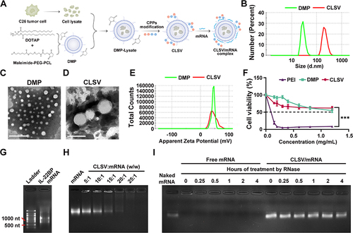 Figure 1 Preparation and characterization of the CLSV system. (A) CLSV/IL-22BP complex synthesis. (B) Size of DMP and CLSV system. (C) TEM of DMP (scale bar: 200 nm). (D) TEM of CLSV system (scale bar: 200 nm). (E) Zeta potential of DMP and CLSV system. (F) Cell toxicity of PEI25K, DMP, and CLSV system in 293T cells (***P < 0.001). (G) Electrophoresis analysis IL-22BP mRNA. (H) Electrophoresis analysis gel retarding effect of CLSV system to mRNA. (I) Electrophoresis analysis RNase protects the effect of the CLSV system on mRNA.