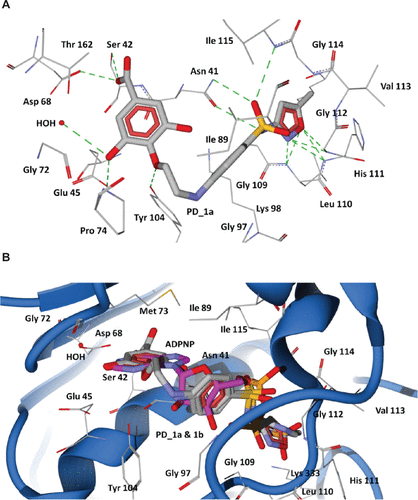 Figure S7 Docking of designed hybrid compounds at ATP binding site of P. aeruginosa ParE. (A) Binding pose of the top-scored compound PD_1a (grey stick model). (B) PD_1a and PD_1b (stick model colored by their element) superimposed with ADPNP (magenta stick model).Notes: The residues are shown as wireframe colored by their element and labeled in white. The hydrogen bonds are illustrated as dotted green lines. The water molecule in both (A) and (B) is shown as a red colored ball model.