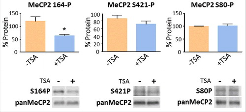 Figure 4. TSA exposure alters the levels of MeCP2 phosphorylation. Changes in the levels of MeCP2 phosphorylation at positions S80, S164, and S421, normalized to total MeCP2, both without (−) and with (+) exposure to TSA. Equal loadings of total MeCP2 (in control and treated samples) were used so that changes in the phosphorylated forms could be visualized. Westerns for total MeCP2 and each one of the corresponding phosphorylated forms were obtained from the same gel (membrane). Data represents mean ± SEM of 4 independent experiments. Mann-Whitney tests were used to calculate significance; * P value <0.05, **P value <0.01, ***P value <0.001. Representative blot images are shown in greyscale black on white format.