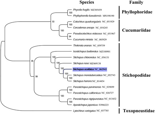 Figure 1. Phylogenetic tree of 18 echinoderm species. The complete mitogenomes were downloaded from GenBank and the phylogenetic tree based on the concatenated nucleotide sequences of 13 mitochondrial PCGs was constructed by maximum-likelihood method via PhyML online server (http://www.atgc-montpellier.fr/phyml/), using GTR substitution model with 100 bootstrap replicates. The bootstrap values are indicated at each branch node, echinoid (Lytechinus variegatus) was chosen as the outgroup species.