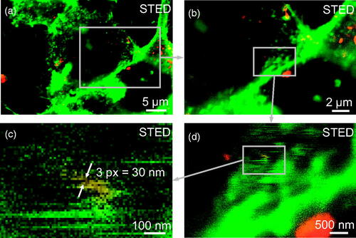Figure 5. Super-resolution imaging of fluorescently labeled TiO2 nanotubes in living cells. (a) The original STED image, and (b–d) corresponding zoom-ins, of LA-4 cells (membranes labeled with CellMask Orange, green) incubated for 2 days with efficiently and stably labeled nanotubes (Alexa Fluor 647, red), the ratio between the surface of the nanotubes and surface of cells being 1:1, as an example of an in vitro experiment. The signal of nanotubes is logarithmically scaled. For micrographs of separate color channels refer to Figure S20 in Supporting Information.