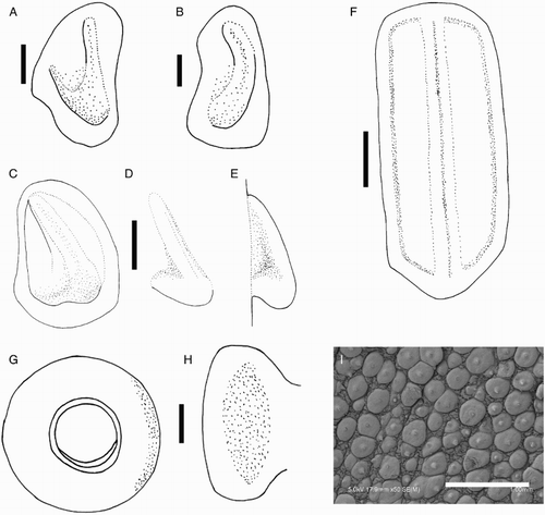 Figure 21 Idioteuthis cordiformis. A, NIWA 71660, ♀, ML 503 mm; B, NIWA 71659, ♀, ML 520 mm; C–E, NMNZ M.181333, ♂, ML 181 mm; F–H, NIWA 71652, ♂, ML 248 mm; I, NMNZ M.171893, ♀, ML 299 mm. A–C, Left funnel-locking cartilage; D, left mantle-locking cartilage; E, left mantle-locking cartilage profile view; F, nuchal cartilage; G, right eye; H, ventral view of right eye; I, ventral mantle skin tubercles. Scale bars = A, B, G, H, 10 mm; C–F, 5 mm; I, 1 mm.