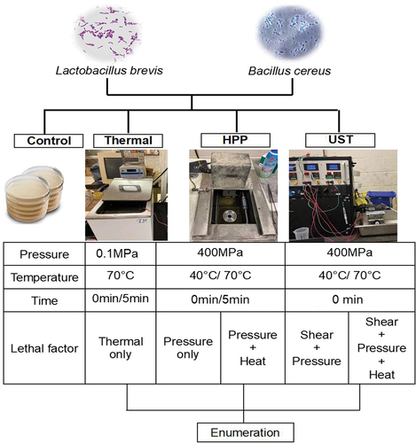 Figure 1. Experimental design to evaluate the role of different lethal factors on the inactivation of Lactobacillus brevis cells and Bacillus cereus spores.