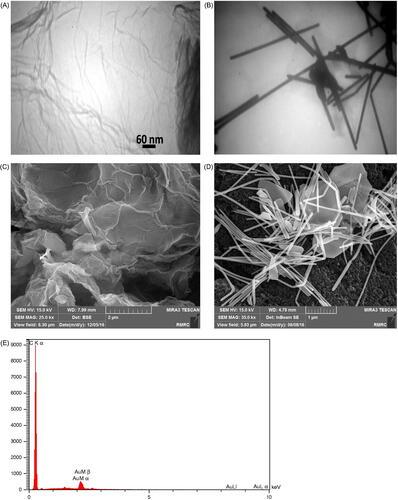 Figure 2. Results of characterization studies. TEM images of (A) EGO, and (B) GNWs. SEM images of the electrode surface modified with (C) EGO, and (D) GNWs decorated on EGO layer. And (E) EDS spectrum of the electrode surface modified with EGO and GNWs.