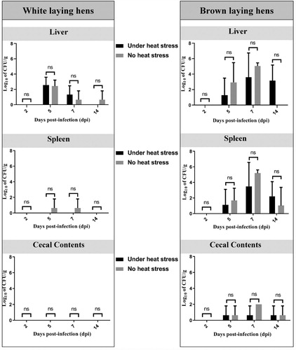 Figure 3. Viable cells of S. Gallinarum in liver, spleen, and caecal content of commercial laying hens. ns: no statistically significant difference (P > 0.05).