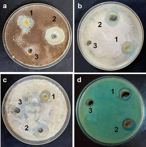 Figure 10 Effect of olive leaf extract (1), NiO-olive (2), NiO-pure (3), on the growth of tested microbes B. cereus (a), P. aeruginosa (b), A. Niger (c), and C. albicans (d) in dark at 30 °C.